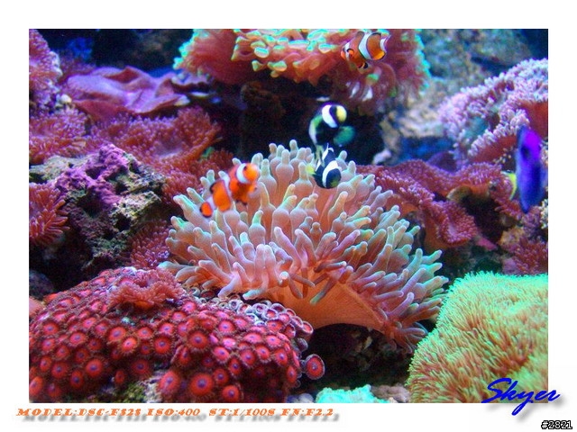 更新造景後的海水缸-->圖多