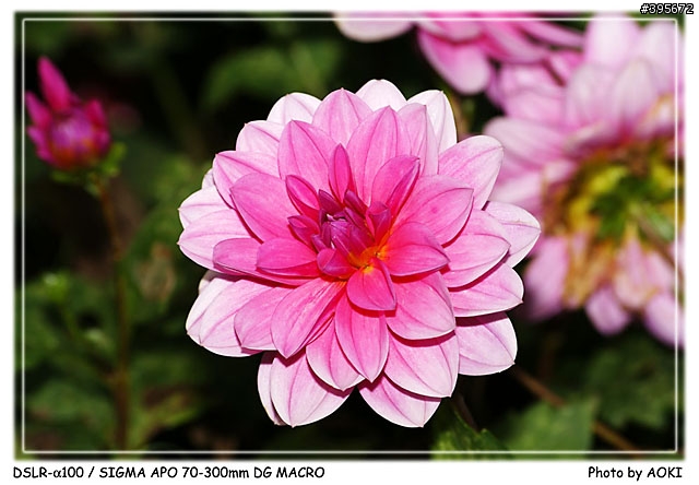 [開箱文]窮人的優質小光圈長焦鏡-SIGMA APO 70-300mm DG(貼圖區)