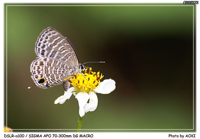 [開箱文]窮人的優質小光圈長焦鏡-SIGMA APO 70-300mm DG(貼圖區)
