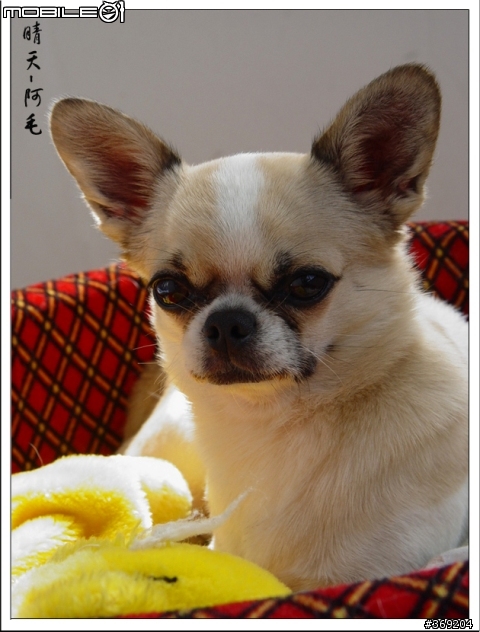 也和大家分享一下自己家中的小坏狗