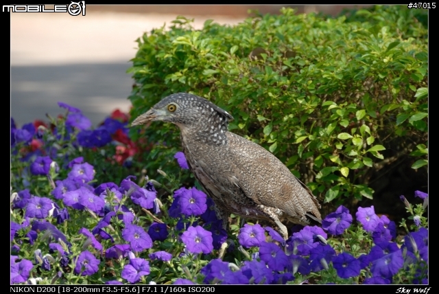 [分享]大安森林公園使用D200+18-200mm VR 打鳥