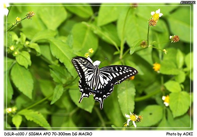 [開箱文]窮人的優質小光圈長焦鏡-SIGMA APO 70-300mm DG(貼圖區)