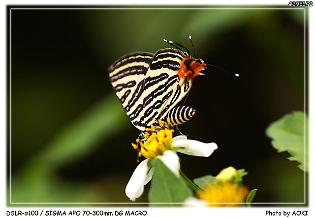 [開箱文]窮人的優質小光圈長焦鏡-SIGMA APO 70-300mm DG(貼圖區)