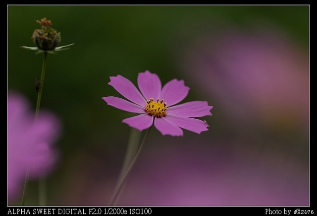 Minolta D5D 福壽山農場