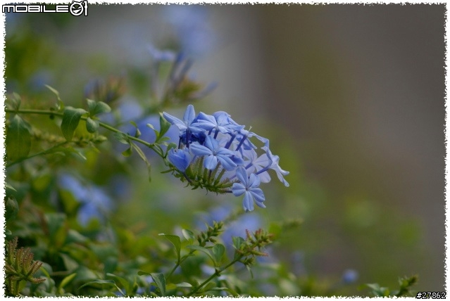 還我光圈環－AI NIKON 200mm F4 入手分享