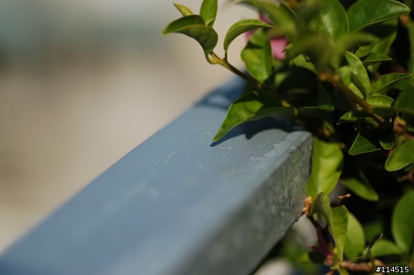 [分享]我的窮人版85 tamron 90mm F2.8 marco