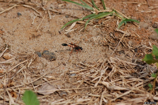 D50 + Nikon micro VR 105mm