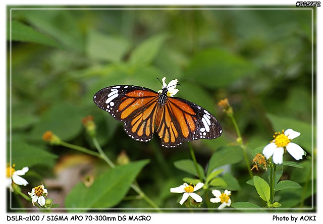 [開箱文]窮人的優質小光圈長焦鏡-SIGMA APO 70-300mm DG(貼圖區)