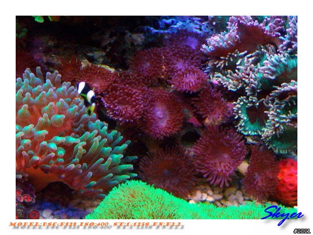 更新造景後的海水缸-->圖多