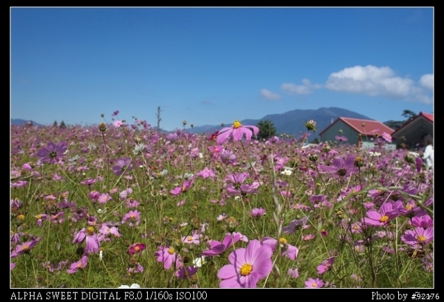 Minolta D5D 福壽山農場