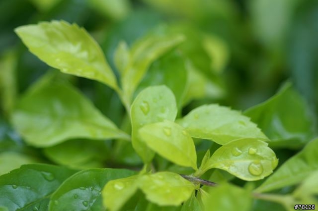 Sony 100mm F2.8 Macro 試拍
