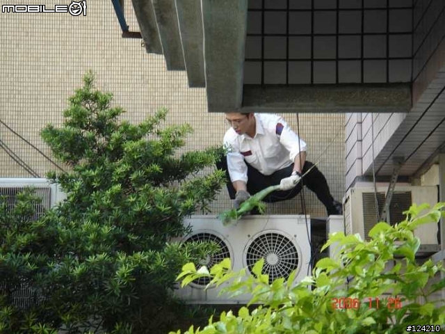今天天氣真好 連蜥蜴都忍不住出來曬太陽