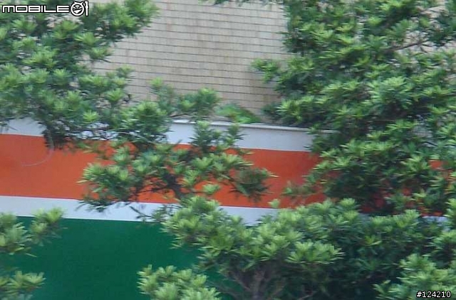 今天天氣真好 連蜥蜴都忍不住出來曬太陽
