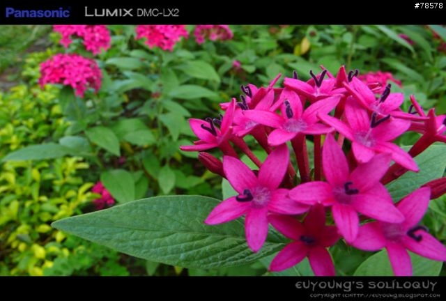 不一樣的寬廣大視界 - Panasonic LX2個人使用心得與不負責評測(Page2更新資料)