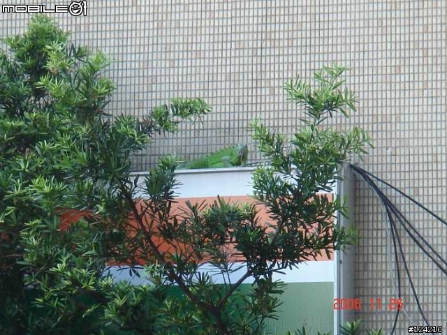 今天天氣真好 連蜥蜴都忍不住出來曬太陽