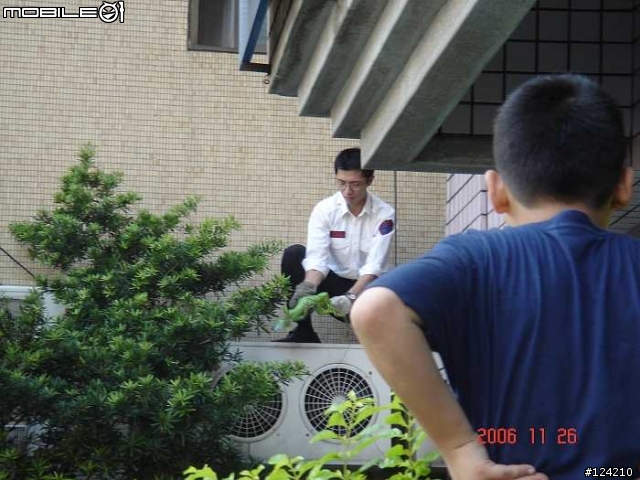 今天天氣真好 連蜥蜴都忍不住出來曬太陽
