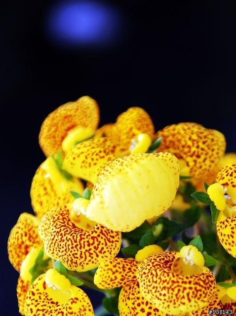 ~ 2006 中壢花卉節 ~