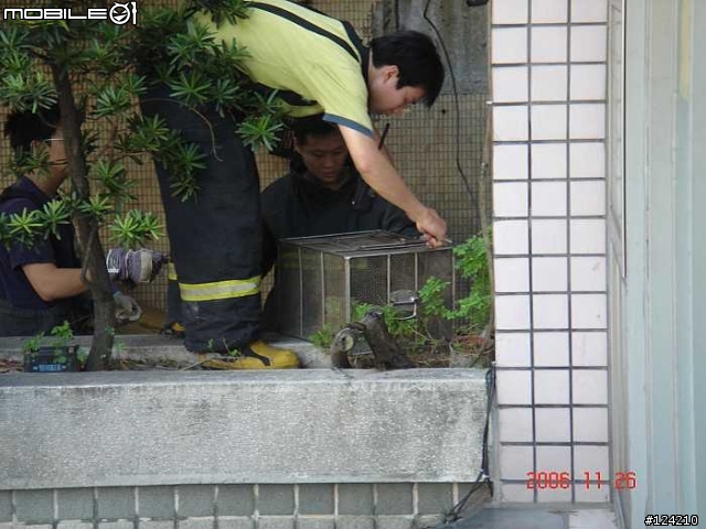 今天天氣真好 連蜥蜴都忍不住出來曬太陽