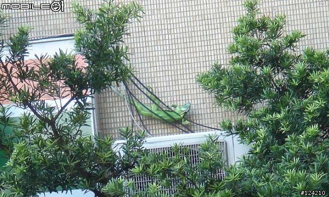 今天天氣真好 連蜥蜴都忍不住出來曬太陽