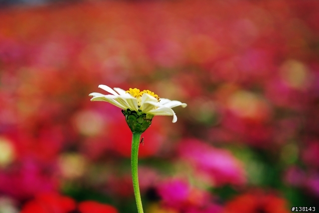 ~ 2006 中壢花卉節 ~