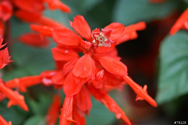 Sony 100mm F2.8 Macro 試拍