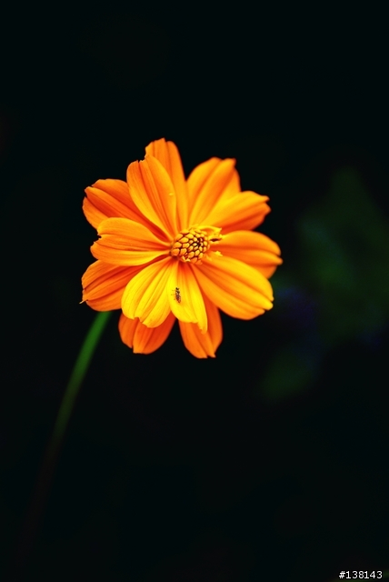 ~ 2006 中壢花卉節 ~