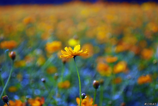~ 2006 中壢花卉節 ~
