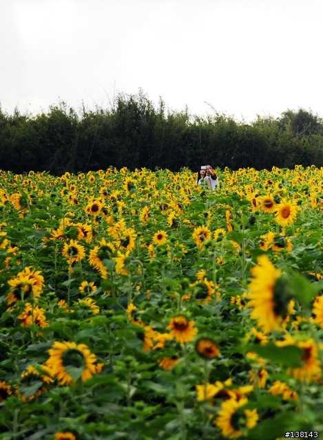 ~ 2006 中壢花卉節 ~
