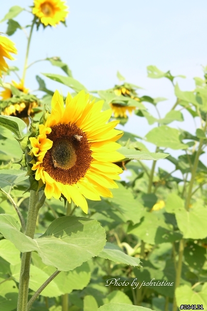 [分享] 新社花海行