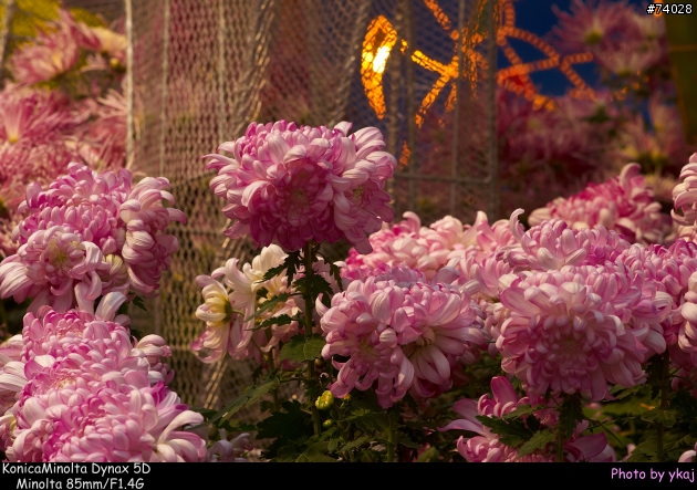 [測試]當α系統新生兒SONY Planar T* 85/1.4 ZA遇上老大哥Minolta 85/1.4G 及 70-200SSM....