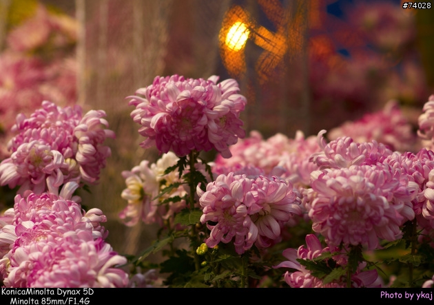 [測試]當α系統新生兒SONY Planar T* 85/1.4 ZA遇上老大哥Minolta 85/1.4G 及 70-200SSM....