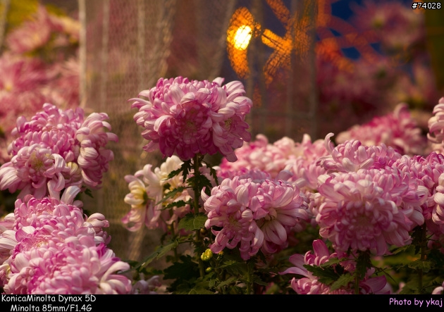 [測試]當α系統新生兒SONY Planar T* 85/1.4 ZA遇上老大哥Minolta 85/1.4G 及 70-200SSM....