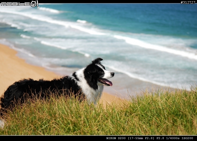 Mona Vale 周末試拍 (D200 +17-55mm) - 請多指正