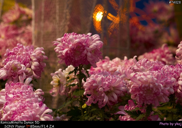 [測試]當α系統新生兒SONY Planar T* 85/1.4 ZA遇上老大哥Minolta 85/1.4G 及 70-200SSM....