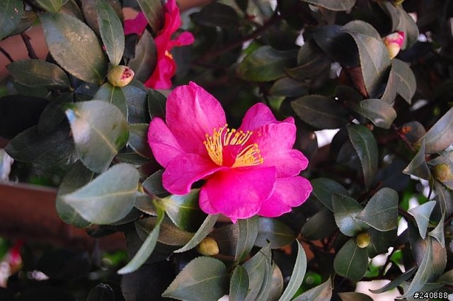 NIKON‘S NEW BABY D40 (update D-lighting Test)