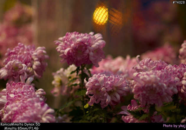 [測試]當α系統新生兒SONY Planar T* 85/1.4 ZA遇上老大哥Minolta 85/1.4G 及 70-200SSM....