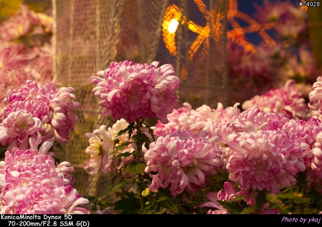 [測試]當α系統新生兒SONY Planar T* 85/1.4 ZA遇上老大哥Minolta 85/1.4G 及 70-200SSM....