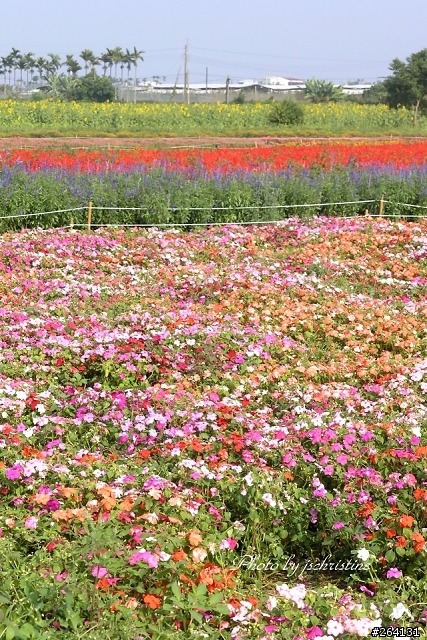 [分享] 新社花海行