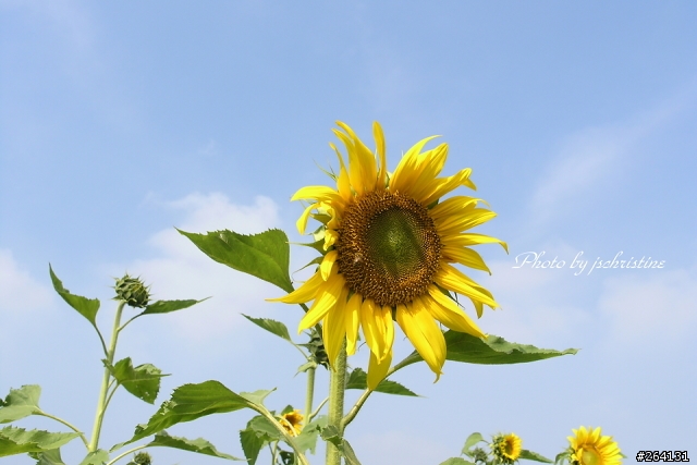 [分享] 新社花海行