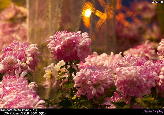 [測試]當α系統新生兒SONY Planar T* 85/1.4 ZA遇上老大哥Minolta 85/1.4G 及 70-200SSM....