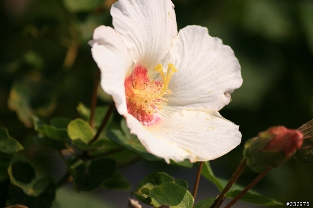 [分享] Tamron 55-200mm Marco 試拍照片