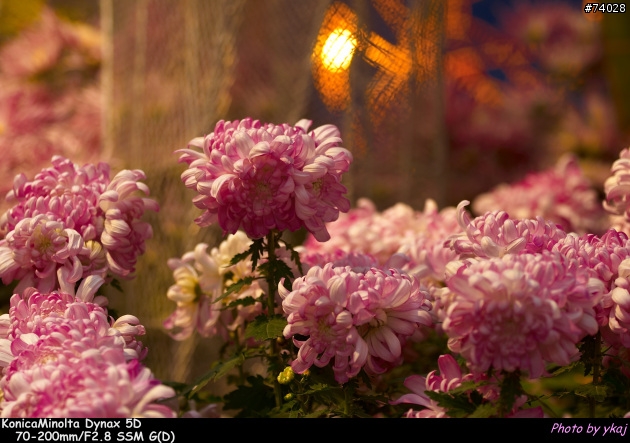 [測試]當α系統新生兒SONY Planar T* 85/1.4 ZA遇上老大哥Minolta 85/1.4G 及 70-200SSM....
