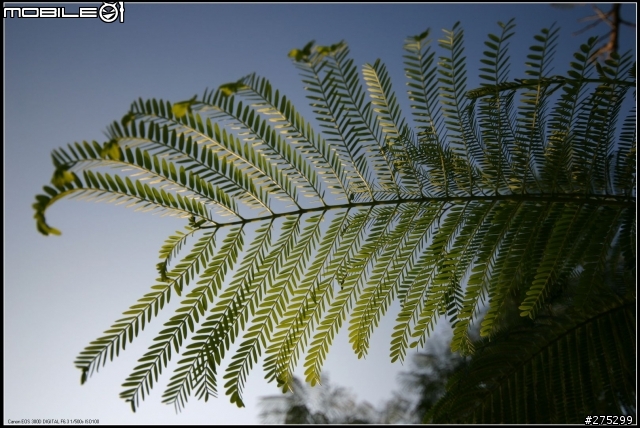 分享SIGMA 10-20mm F4-5.6超廣角鏡+我的佳能鏡家族