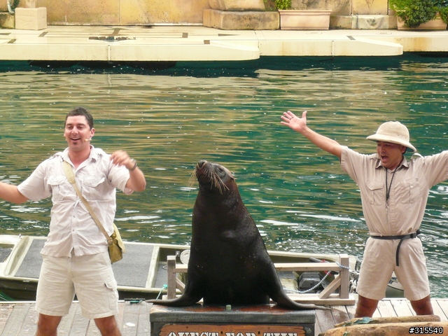 [分享] 澳洲 Sea World / 可愛的北極熊!!!