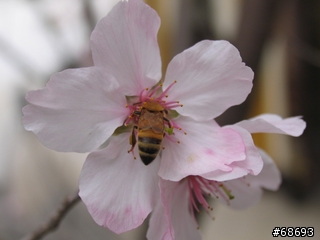 Canon PowerShot Pro1 長期分享