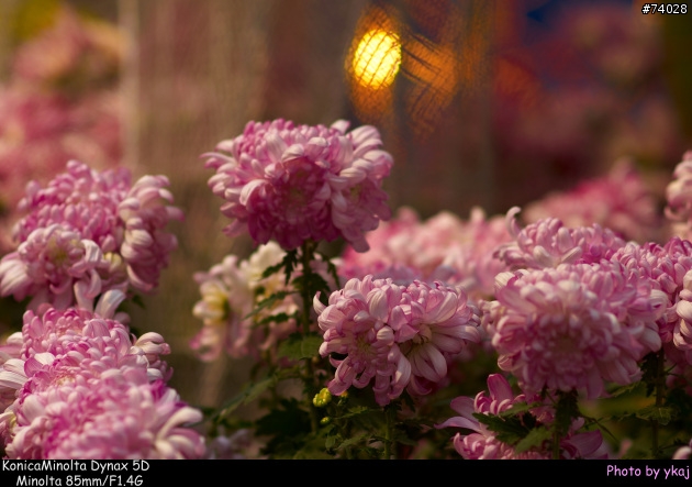 [測試]當α系統新生兒SONY Planar T* 85/1.4 ZA遇上老大哥Minolta 85/1.4G 及 70-200SSM....