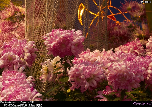 [測試]當α系統新生兒SONY Planar T* 85/1.4 ZA遇上老大哥Minolta 85/1.4G 及 70-200SSM....