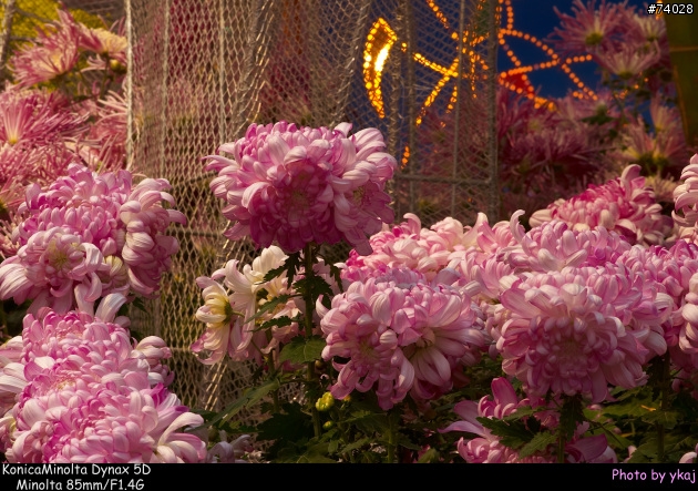 [測試]當α系統新生兒SONY Planar T* 85/1.4 ZA遇上老大哥Minolta 85/1.4G 及 70-200SSM....