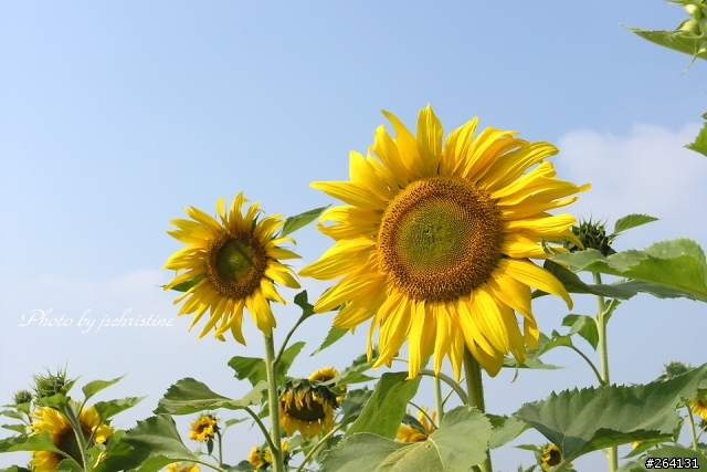 [分享] 新社花海行