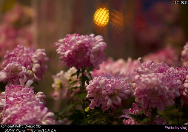 [測試]當α系統新生兒SONY Planar T* 85/1.4 ZA遇上老大哥Minolta 85/1.4G 及 70-200SSM....